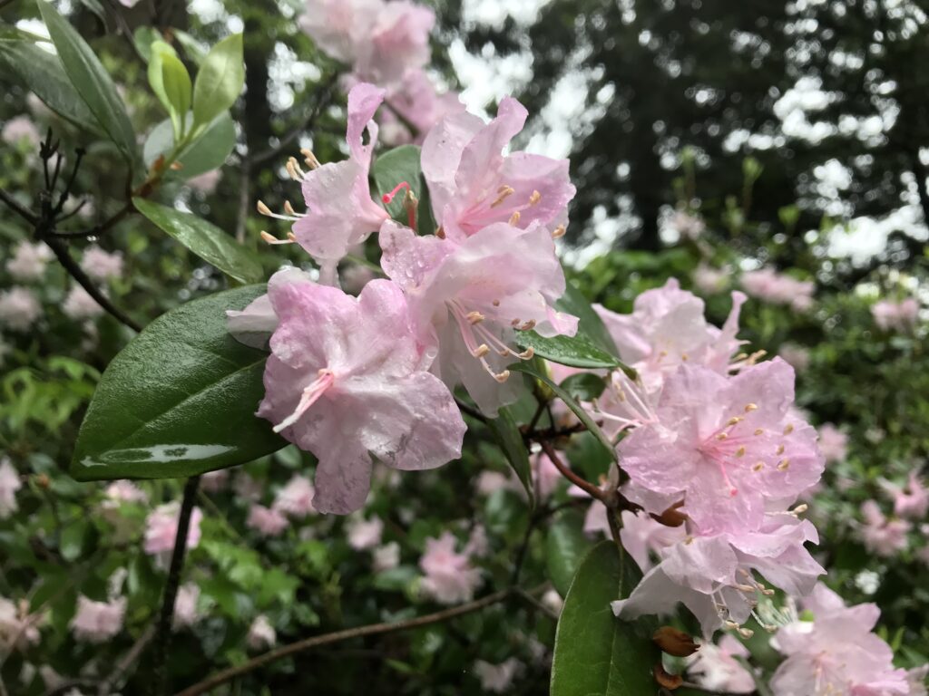 Printemps