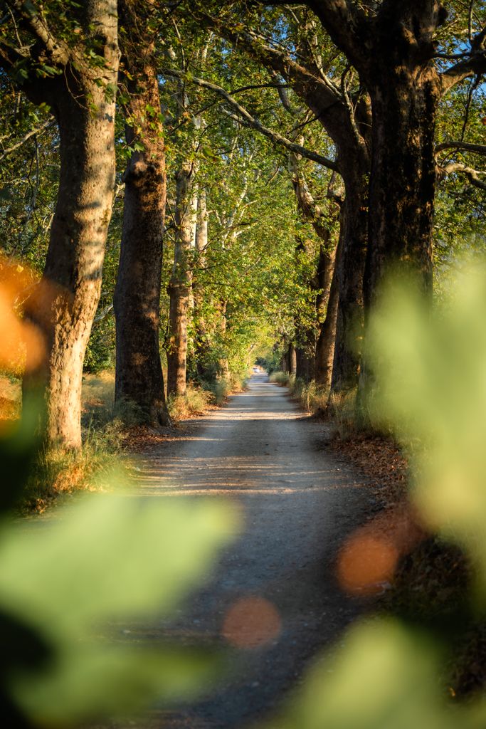 A peaceful, tree-lined dirt path in a sunlit forest setting, ideal for nature walks.